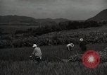 Image of Japanese traditional farming techniques Japan, 1950, second 12 stock footage video 65675025228