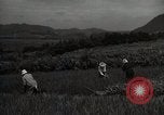Image of Japanese traditional farming techniques Japan, 1950, second 13 stock footage video 65675025228
