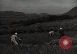 Image of Japanese traditional farming techniques Japan, 1950, second 14 stock footage video 65675025228