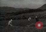 Image of Japanese traditional farming techniques Japan, 1950, second 15 stock footage video 65675025228