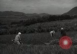 Image of Japanese traditional farming techniques Japan, 1950, second 16 stock footage video 65675025228