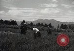 Image of Japanese traditional farming techniques Japan, 1950, second 19 stock footage video 65675025228