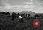 Image of Japanese traditional farming techniques Japan, 1950, second 20 stock footage video 65675025228