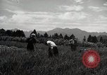 Image of Japanese traditional farming techniques Japan, 1950, second 21 stock footage video 65675025228