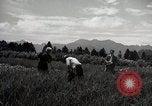 Image of Japanese traditional farming techniques Japan, 1950, second 22 stock footage video 65675025228
