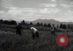 Image of Japanese traditional farming techniques Japan, 1950, second 23 stock footage video 65675025228