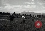 Image of Japanese traditional farming techniques Japan, 1950, second 24 stock footage video 65675025228
