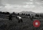 Image of Japanese traditional farming techniques Japan, 1950, second 25 stock footage video 65675025228