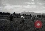 Image of Japanese traditional farming techniques Japan, 1950, second 26 stock footage video 65675025228