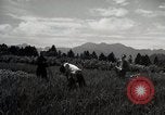 Image of Japanese traditional farming techniques Japan, 1950, second 27 stock footage video 65675025228