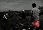 Image of Japanese traditional farming techniques Japan, 1950, second 35 stock footage video 65675025228