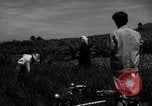 Image of Japanese traditional farming techniques Japan, 1950, second 36 stock footage video 65675025228