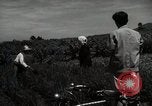 Image of Japanese traditional farming techniques Japan, 1950, second 37 stock footage video 65675025228