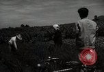 Image of Japanese traditional farming techniques Japan, 1950, second 38 stock footage video 65675025228