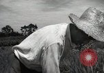 Image of Japanese traditional farming techniques Japan, 1950, second 39 stock footage video 65675025228