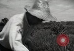 Image of Japanese traditional farming techniques Japan, 1950, second 40 stock footage video 65675025228