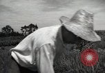Image of Japanese traditional farming techniques Japan, 1950, second 41 stock footage video 65675025228