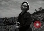 Image of Japanese traditional farming techniques Japan, 1950, second 45 stock footage video 65675025228