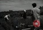 Image of Japanese traditional farming techniques Japan, 1950, second 54 stock footage video 65675025228
