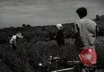 Image of Japanese traditional farming techniques Japan, 1950, second 55 stock footage video 65675025228
