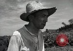 Image of Japanese traditional farming techniques Japan, 1950, second 58 stock footage video 65675025228