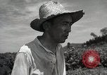 Image of Japanese traditional farming techniques Japan, 1950, second 59 stock footage video 65675025228