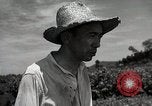 Image of Japanese traditional farming techniques Japan, 1950, second 60 stock footage video 65675025228