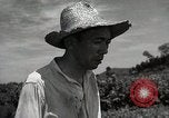 Image of Japanese traditional farming techniques Japan, 1950, second 61 stock footage video 65675025228