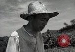 Image of Japanese traditional farming techniques Japan, 1950, second 62 stock footage video 65675025228