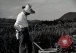 Image of Contrasts two Irrigation System the Traditional and the Modern One Japan, 1950, second 53 stock footage video 65675025233