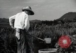 Image of Contrasts two Irrigation System the Traditional and the Modern One Japan, 1950, second 56 stock footage video 65675025233