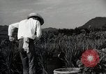 Image of Contrasts two Irrigation System the Traditional and the Modern One Japan, 1950, second 57 stock footage video 65675025233