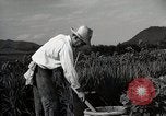 Image of Contrasts two Irrigation System the Traditional and the Modern One Japan, 1950, second 59 stock footage video 65675025233