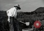 Image of Contrasts two Irrigation System the Traditional and the Modern One Japan, 1950, second 60 stock footage video 65675025233
