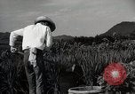 Image of Contrasts two Irrigation System the Traditional and the Modern One Japan, 1950, second 61 stock footage video 65675025233