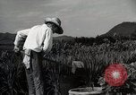Image of Contrasts two Irrigation System the Traditional and the Modern One Japan, 1950, second 62 stock footage video 65675025233