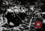 Image of Battle for Peleliu Peleliu Palau Islands, 1944, second 53 stock footage video 65675025365