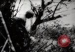 Image of Battle for Peleliu Peleliu Palau Islands, 1944, second 57 stock footage video 65675025365