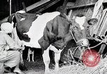 Image American Woman laits United States USA, 1915, de la seconde 5 séquences d'archives historiques vidéo 65675025389