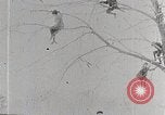 Immagine di I ragazzi americani United States USA, 1915, secondo 40 filmato di repertorio 65675025395