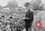 Image of Luther Burbank with cactus United States USA, 1919, second 4 stock footage video 65675025419