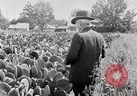 Image of Luther Burbank with cactus United States USA, 1919, second 6 stock footage video 65675025419