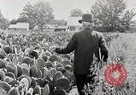 Image of Luther Burbank with cactus United States USA, 1919, second 7 stock footage video 65675025419