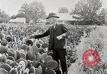 Image of Luther Burbank with cactus United States USA, 1919, second 9 stock footage video 65675025419