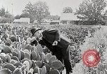 Image of Luther Burbank with cactus United States USA, 1919, second 10 stock footage video 65675025419