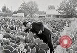 Image of Luther Burbank with cactus United States USA, 1919, second 11 stock footage video 65675025419