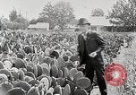 Image of Luther Burbank with cactus United States USA, 1919, second 12 stock footage video 65675025419