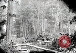 Image Transport arbre coupé logs United States USA, 1919, de la seconde 14 séquences d'archives historiques vidéo 65675025423