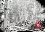 Image Transport arbre coupé logs United States USA, 1919, de la seconde 15 séquences d'archives historiques vidéo 65675025423