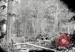 Image Transport arbre coupé logs United States USA, 1919, de la seconde 16 séquences d'archives historiques vidéo 65675025423